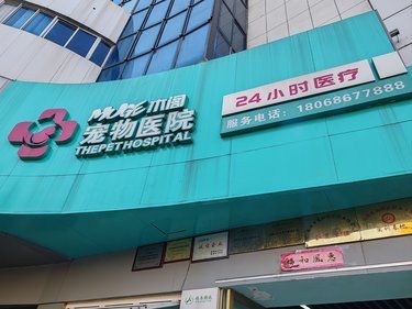 带毛孩子洗澡的一天
