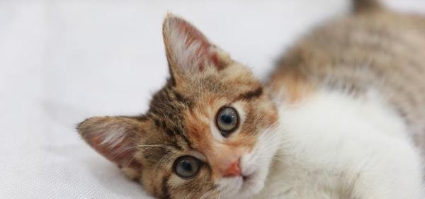 孕期猫咪的健康食谱与喂养建议（孕期猫咪的健康食谱与喂养建议）