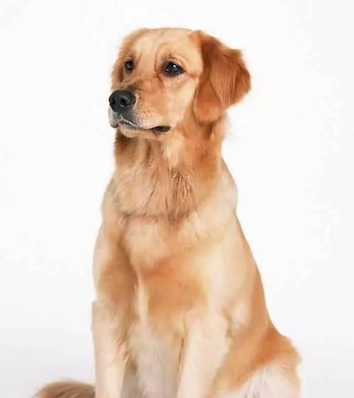 了解金毛犬的品种特征、饲养技巧与训练方法（了解金毛犬的品种特征、饲养技巧与训练方法）