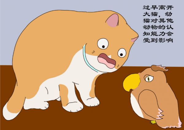 过早离开猫妈妈,会带给幼猫的影响,铲屎官需更耐心