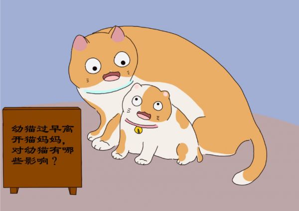 过早离开猫妈妈,会带给幼猫的影响,铲屎官需更耐心