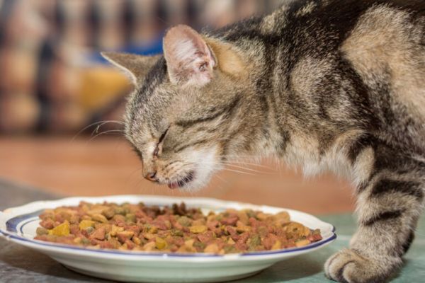 过早离开猫妈妈,会带给幼猫的影响,铲屎官需更耐心