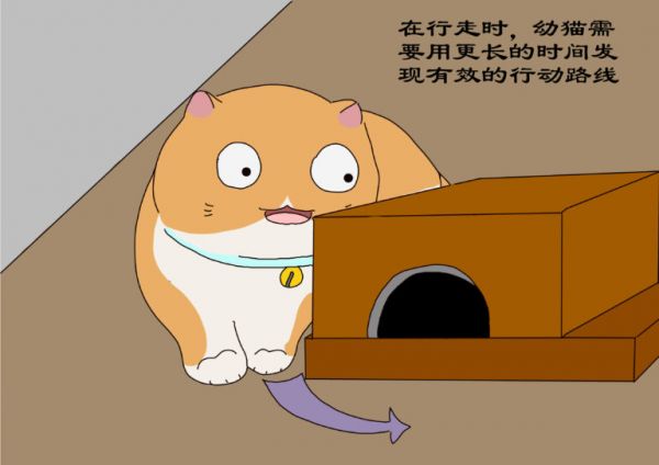 过早离开猫妈妈,会带给幼猫的影响,铲屎官需更耐心