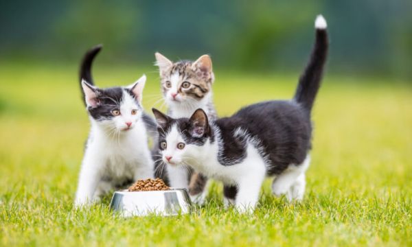 过早离开猫妈妈,会带给幼猫的影响,铲屎官需更耐心