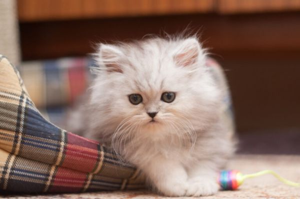 过早离开猫妈妈,会带给幼猫的影响,铲屎官需更耐心