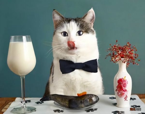 最适合喂猫的7种食物 猫能吃什么