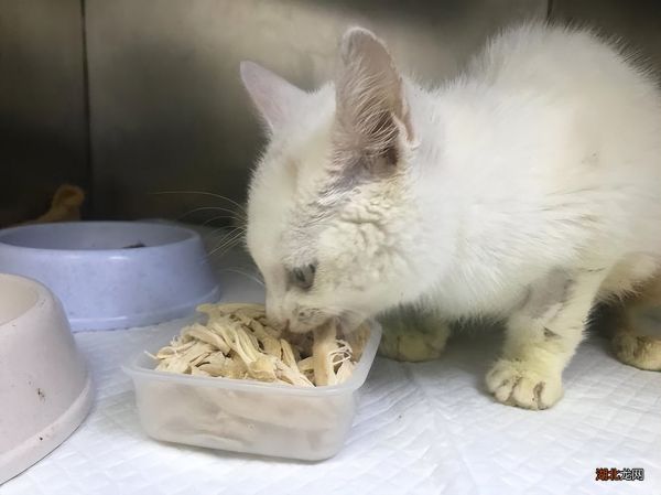 最适合喂猫的7种食物 猫能吃什么