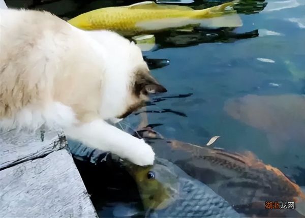 最适合喂猫的7种食物 猫能吃什么