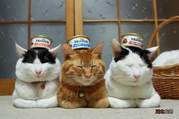 最适合喂猫的7种食物 猫能吃什么