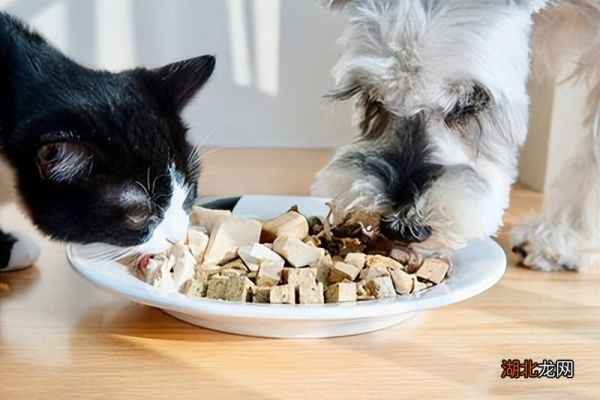 最适合喂猫的7种食物 猫能吃什么