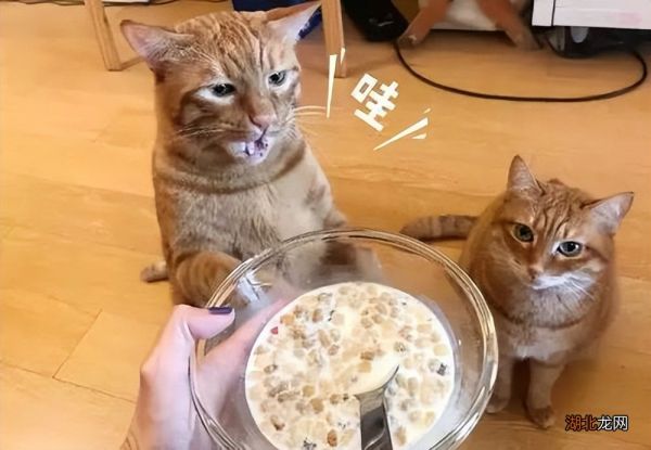 最适合喂猫的7种食物 猫能吃什么