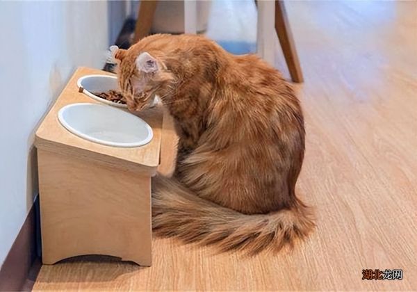 最适合喂猫的7种食物 猫能吃什么
