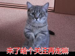 最适合喂猫的7种食物 猫能吃什么