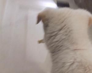 【第二个狗狗小零食】狗狗磨牙棒的做法 步骤11