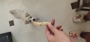 【第二个狗狗小零食】狗狗磨牙棒的做法 步骤10