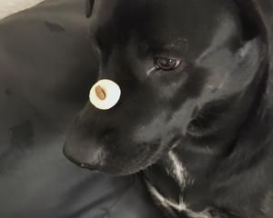 狗狗小零食的做法 步骤9