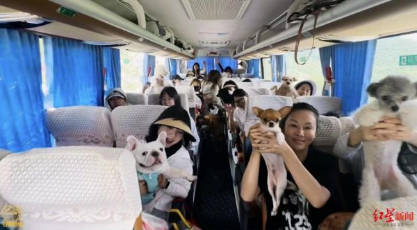 ▲“宠物旅行团”出游