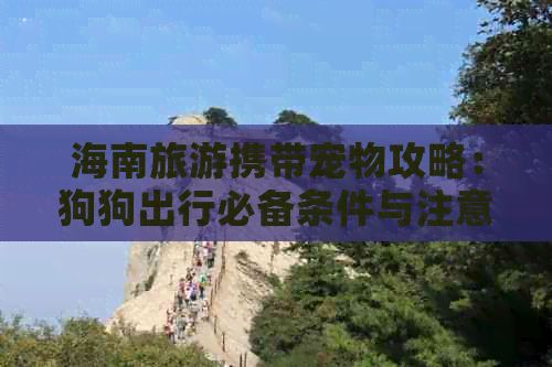 海南旅游携带宠物攻略：狗狗出行必备条件与注意事项