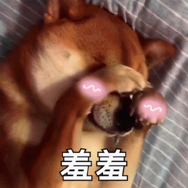 新手收藏！养狗必备物品清单，集齐这些再去接狗狗回家哦 