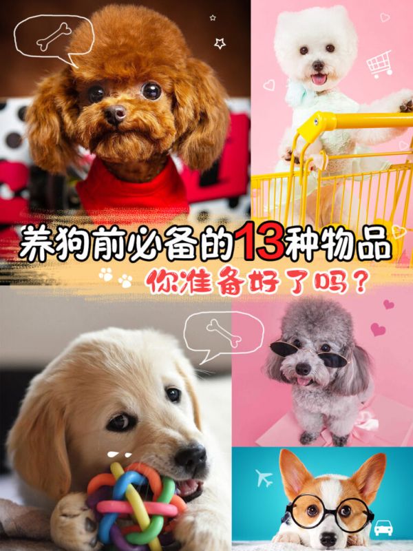 养狗必买清单,13 种物品,你准备好了吗?