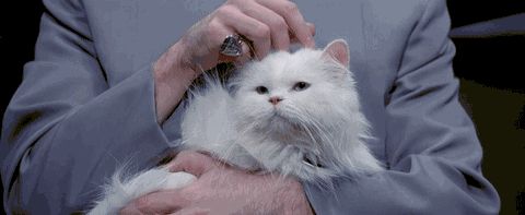养猫必买的物品清单，其他的东西就靠边站了！