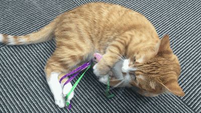 养猫必买的物品清单，其他的东西就靠边站了！