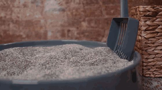 养猫必买的物品清单，其他的东西就靠边站了！