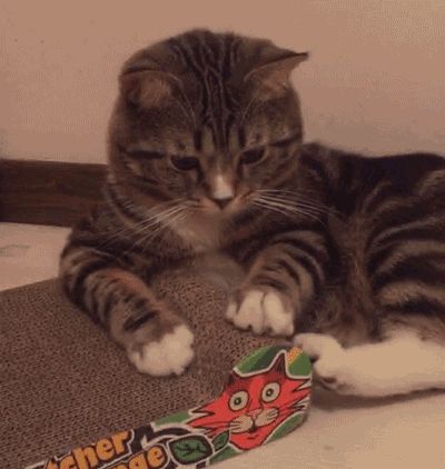 养猫必买的物品清单，其他的东西就靠边站了！