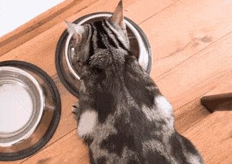 养猫必买的物品清单，其他的东西就靠边站了！