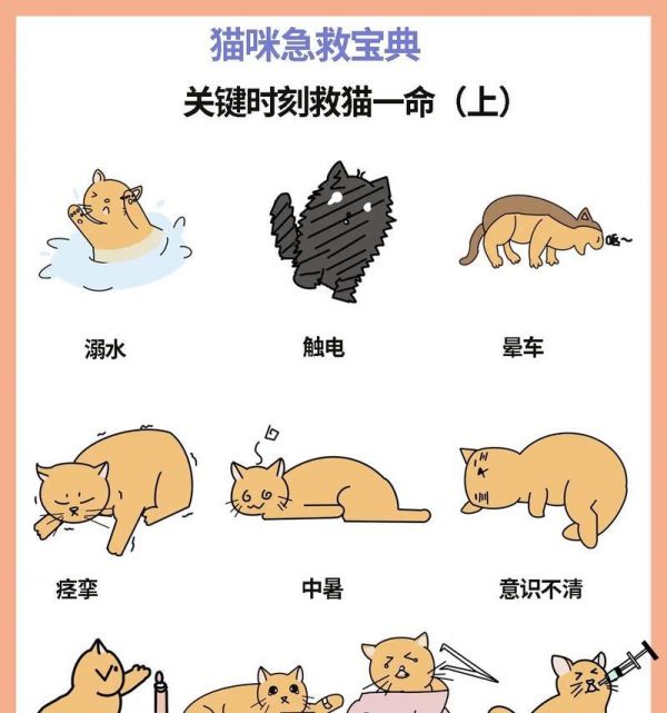 急救宠物救命八式（八招教你掌握宠物急救关键技能，让爱宠远离危险）