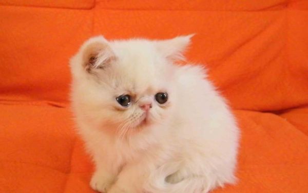 如何准确地鉴定猫咪品种？（猫咪鉴定专家教你如何辨别猫咪品种，让你的宠物更加特殊）
