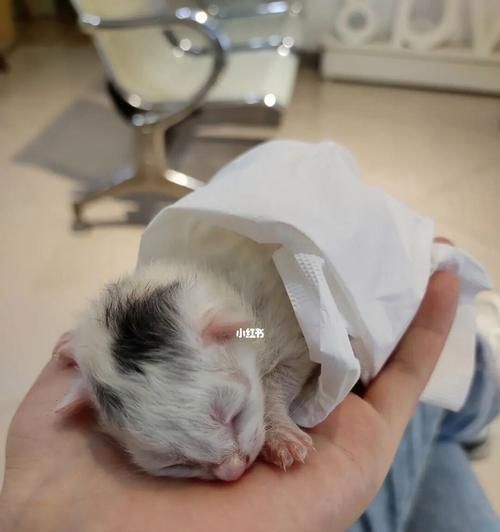 如何准确地鉴定猫咪品种？（猫咪鉴定专家教你如何辨别猫咪品种，让你的宠物更加特殊）