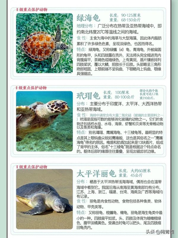 7种海龟的奇妙世界，探索生活习性与生态价值