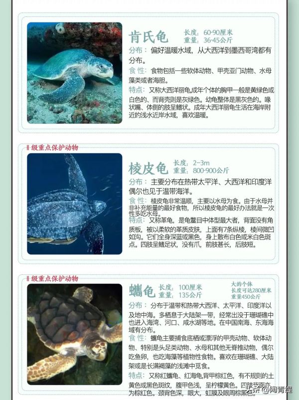 7种海龟的奇妙世界，探索生活习性与生态价值
