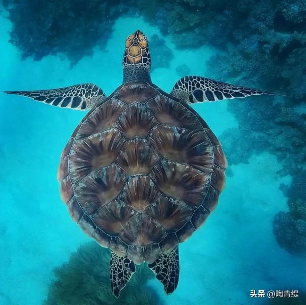 7种海龟的奇妙世界，探索生活习性与生态价值
