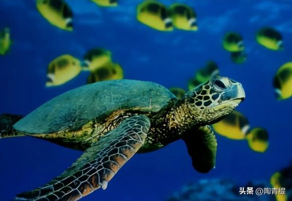 7种海龟的奇妙世界，探索生活习性与生态价值