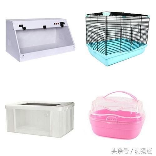 想养宠物刺猬？先准备好这些再说