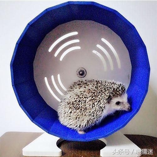 想养宠物刺猬？先准备好这些再说