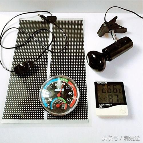 想养宠物刺猬？先准备好这些再说