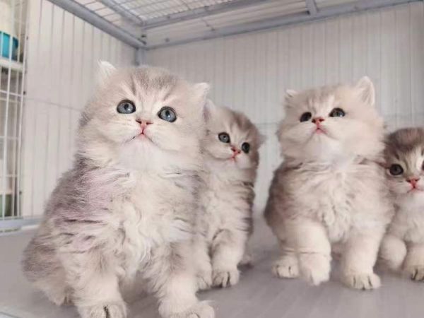 宠物猫蓝金