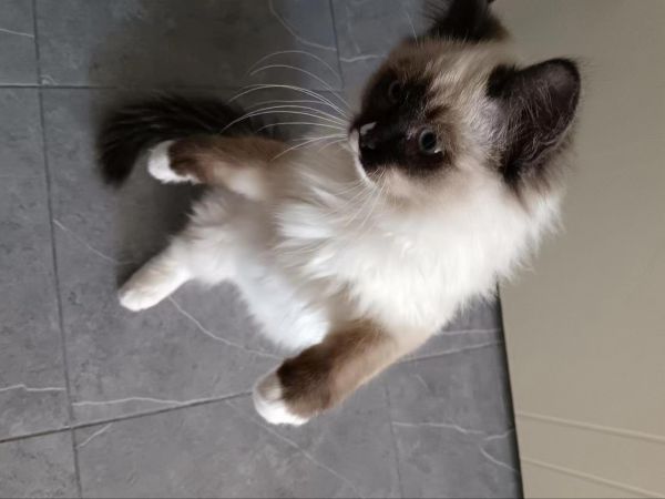 有喜欢猫的联系