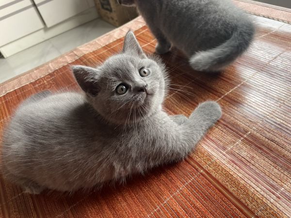 出售猫咪
