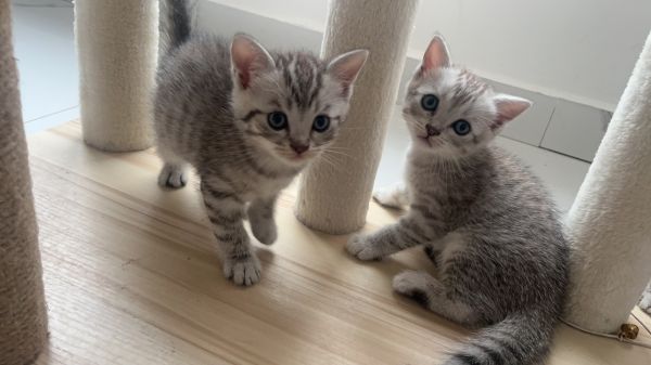寻找真心爱猫人士！！