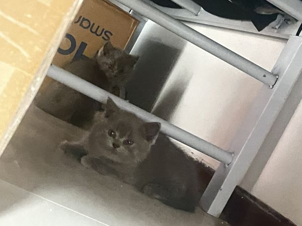 蓝猫