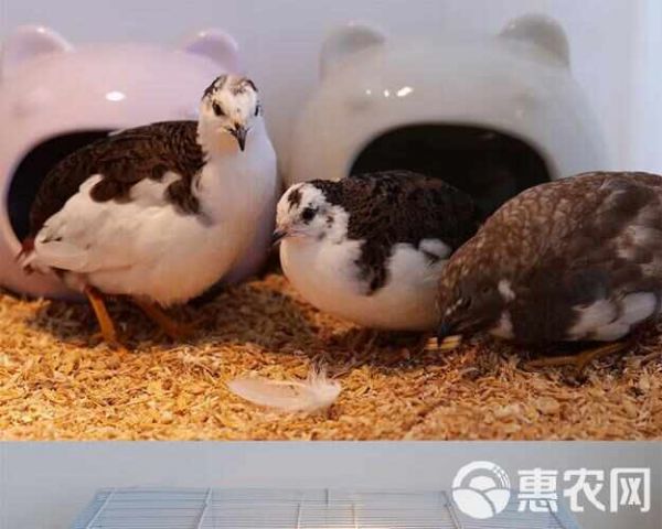 芦丁鸡网红宠物鸡