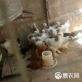  长期供应长尾鸡 波澜鸡等各种观赏鸡