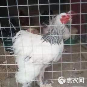  长期供应长尾鸡 波澜鸡等各种观赏鸡