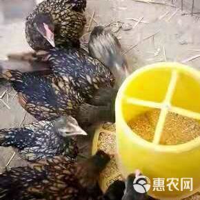  长期供应长尾鸡 波澜鸡等各种观赏鸡