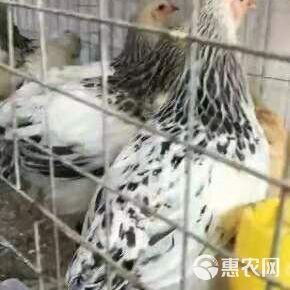  长期供应长尾鸡 波澜鸡等各种观赏鸡