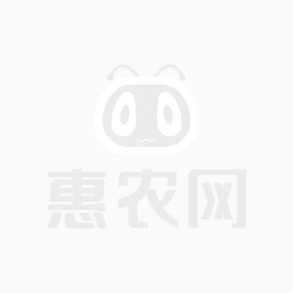 波澜鸡 230天全毛红菠萝